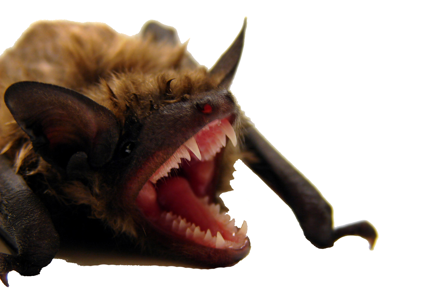 Parker Wildlife Bat Removal Service